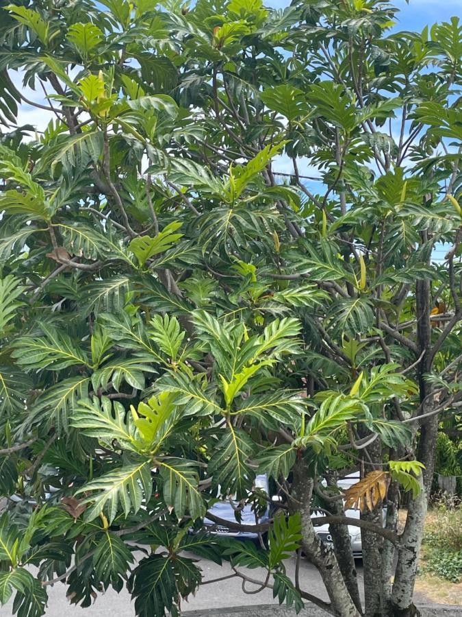 Arbre A Pain Hotel Bras-Panon Ngoại thất bức ảnh